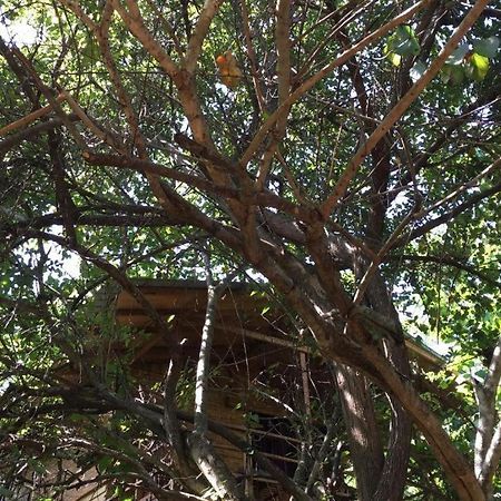 The Inn On The Tree สิกิริยา ภายนอก รูปภาพ