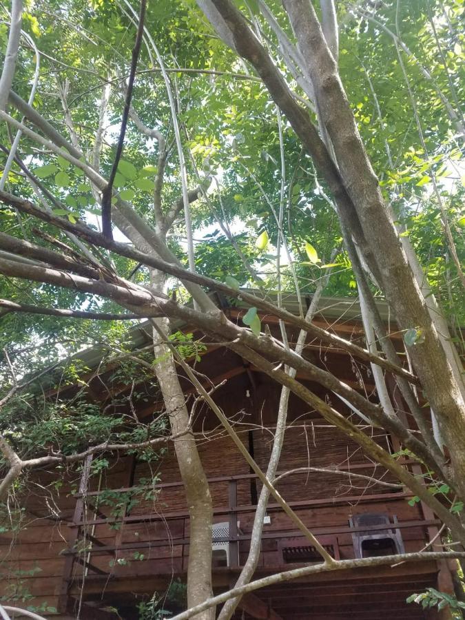 The Inn On The Tree สิกิริยา ภายนอก รูปภาพ